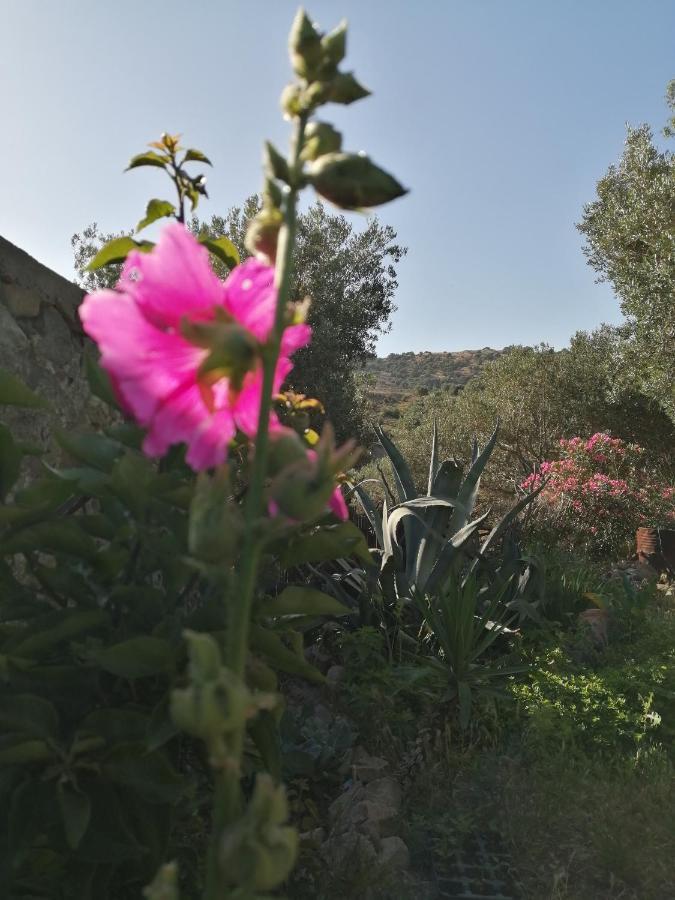 Arcadia Eressos Hotell Exteriör bild